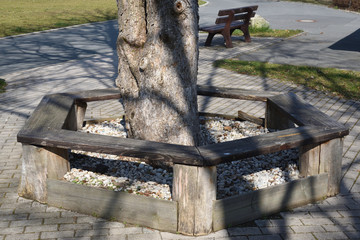 Fototapeta premium wooden bench with tree