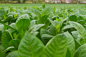 Details of tobacco plant at tobacco farm in Vinales town, in the north-central Pinar del Río Province of Cuba
