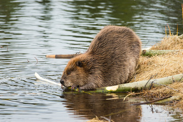 A big beaver chewing on twigs on the grassy edge of the beaver pond