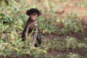 Bärenpavian / Chacma Baboon / Papio ursinus.....