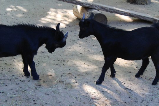 chevreaux s'amusant dans leur enclos