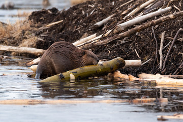 A large castor canadensis beaver chewing on popular branch - obrazy, fototapety, plakaty