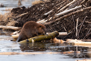A large castor canadensis beaver chewing on popular branch - obrazy, fototapety, plakaty