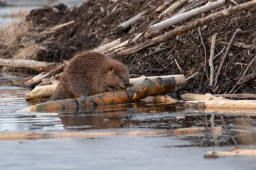 A large female castor canadensis beaver chewing on a popular log on the beaver house