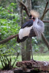 crowned crane