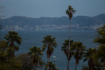 Fototapeta na wymiar palm trees in the sea