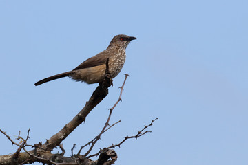 Braundrossling / Arrow-marked bubbler / Turdoides jardineii.