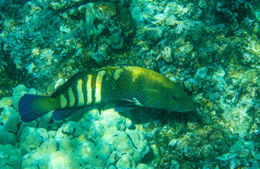 Peacock Grouper; Cephalopholis argus