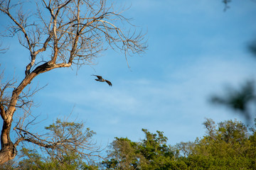 Bird of prey leaving tree