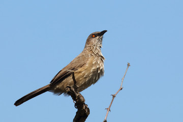 Braundrossling / Arrow-marked bubbler / Turdoides jardineii.