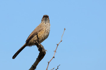 Braundrossling / Arrow-marked bubbler / Turdoides jardineii.