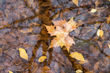 maple leaves in autumn under water