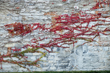 grunge wall background with red leaves