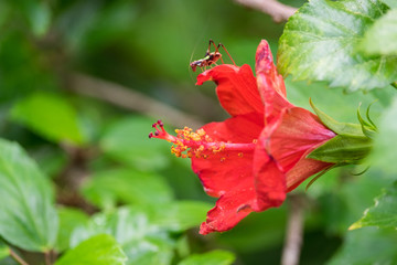 red flower in garden with a bug