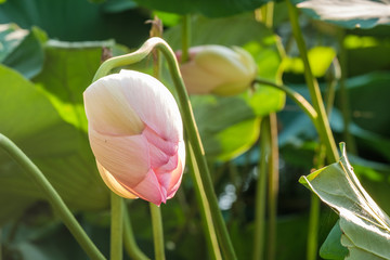 pink lotus in the water