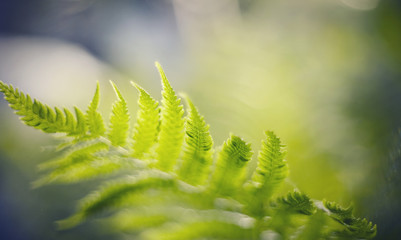 Blurred background with bokeh with fern leaves