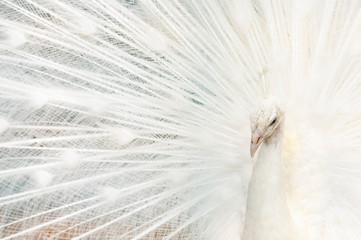 Fototapeta premium Portrait of a white peacock, with open feathers, performing the bridal dance.