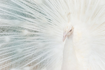 Portrait of a white peacock, with open feathers, performing the bridal dance.
