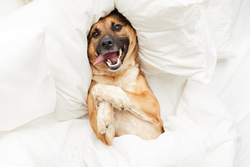 Top view portrait of funny dog lying on pillow in bed wrapped in fluffy white blanket, copy space - obrazy, fototapety, plakaty