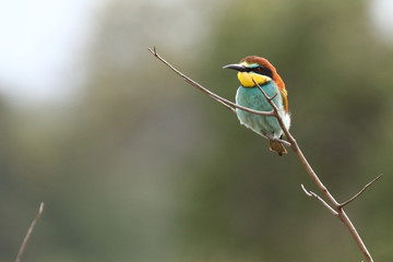 Europäischer Bienenfresser / European bee-eater / Merops apiaster