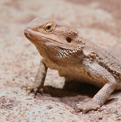 portrait of a bearded agama;