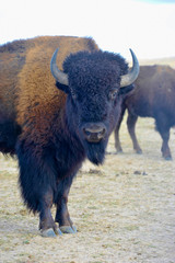 Bison Buffalo