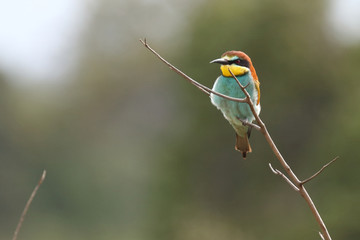 Europäischer Bienenfresser / European bee-eater / Merops apiaster