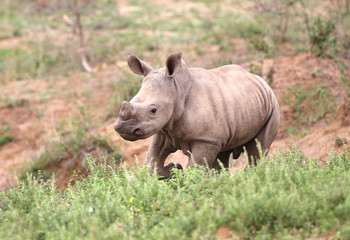 baby rhino in Kruger National Park;