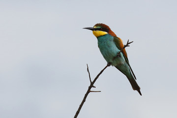 Europäischer Bienenfresser / European bee-eater / Merops apiaster