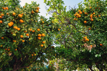 Green trees with oranges at Riomaggiore town, Cinque Terre, Italy