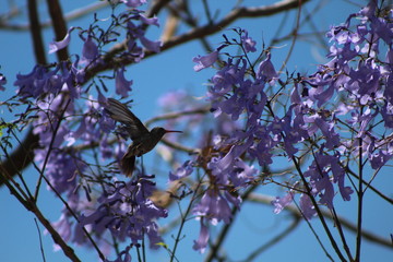 colibri © JulioCesar