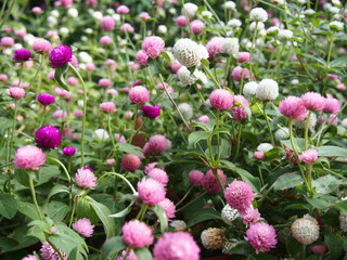 Gomphrena globosa L. (Common globe-amaranth)
