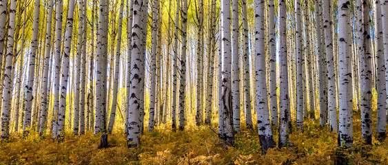 Golden grove of aspen trees taken during peak fall colors in the Rocky Mouintinas of Colorado fills out this wide panoramic shot