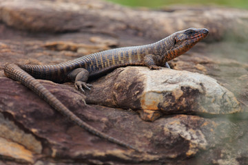 Felsen-Schildechse / Giant plated lizard / Gerrhosaurus validus
