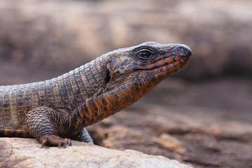 Obraz premium Felsen-Schildechse / Giant plated lizard / Gerrhosaurus validus