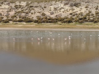 Flamingos in High Altitude Marsh Atacama Desert Chile