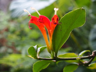 red plycerium flowers