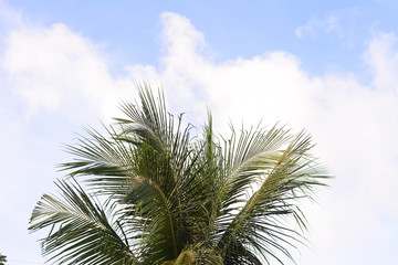 palm tree against blue sky with clouds