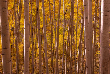 Golden yellow aspens in a dense grove from a fall colored forest of trees in northern Colorado near the town of Telluride. The soft light provides and ethereal glow to the white trunk trees