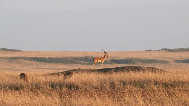 an impala standing guard on a mound at masai mara national reserve in kenya, africa- 4K 60p