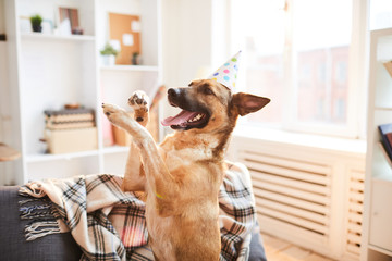 Portrait of happy dog dancing enjoying Birthday party, copy space