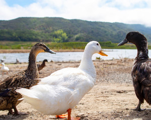 Three types of ducks walk by the pond. White, black, brown duck