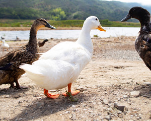Naklejka na ściany i meble Three types of ducks walk by the pond. White, black, brown duck