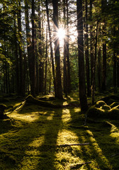 Sun breaking through the dense emerald woods of Oregon USA. The light rays illuminate  the dense...