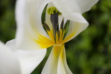 white iris flower