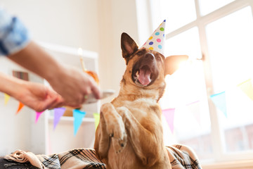 Closeup portrait of unrecognizable woman giving Birthday cake to dog, copy space