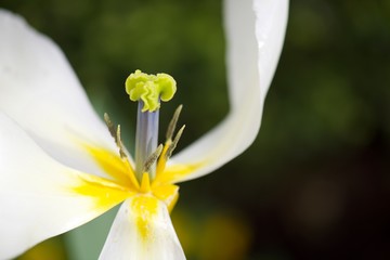 closeup of white flower