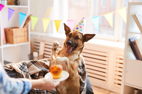 Portrait of unrecognizable woman giving Birthday cake to dog, copy space