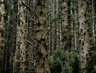 Dark somber image of a darkly lit Pacific North West forest. This moody woodland image is as majestic as it is creepy. The trees give of a feeling of despair, depression and isolation.