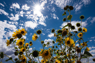 Wild yellow daisy and sunflowers contrast the bright clouded blue sky giving a feeling of freshness. This cheery colorful image was taken between spring and summer